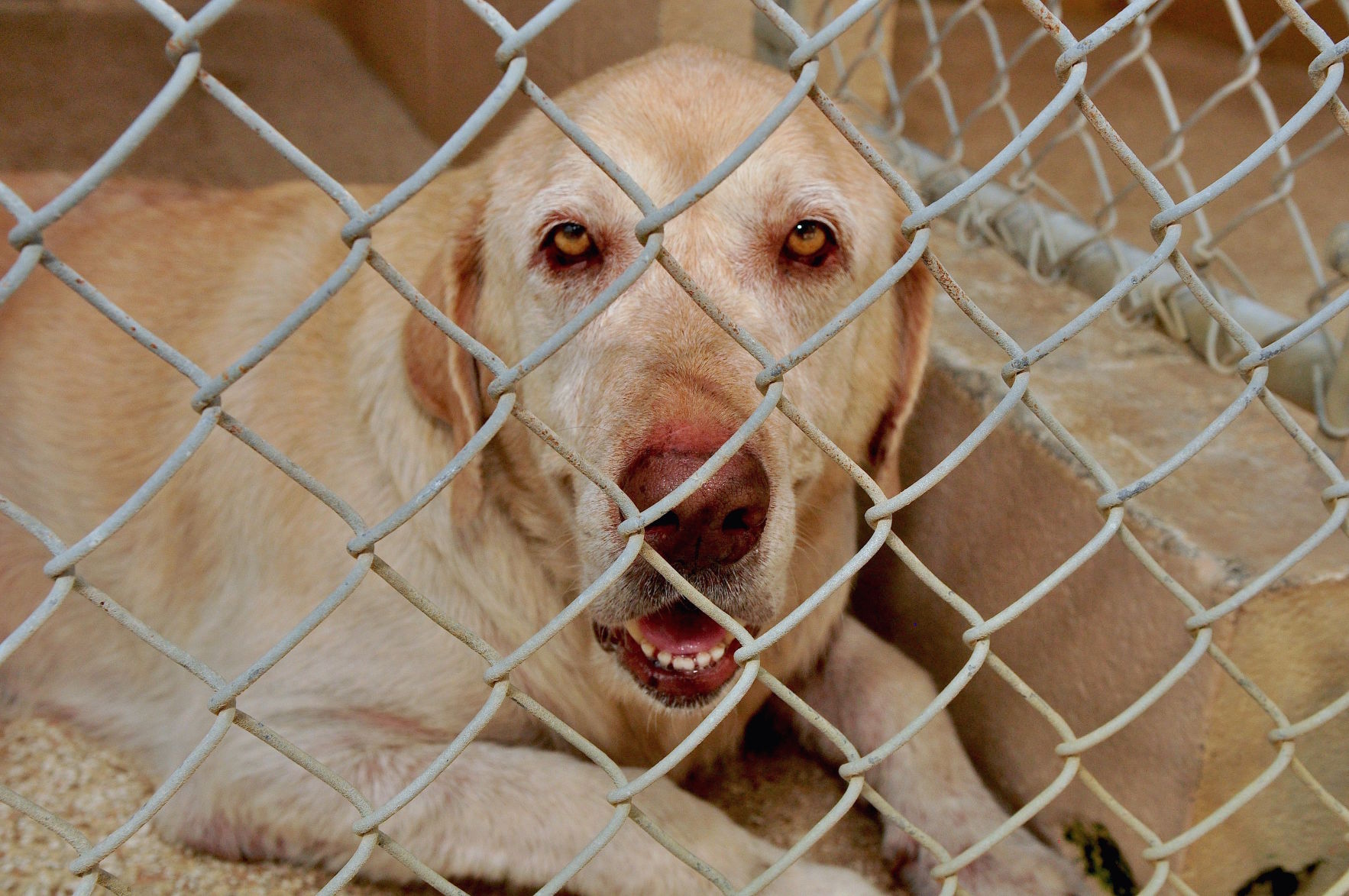 Supply drive underway for Carteret County animal shelter